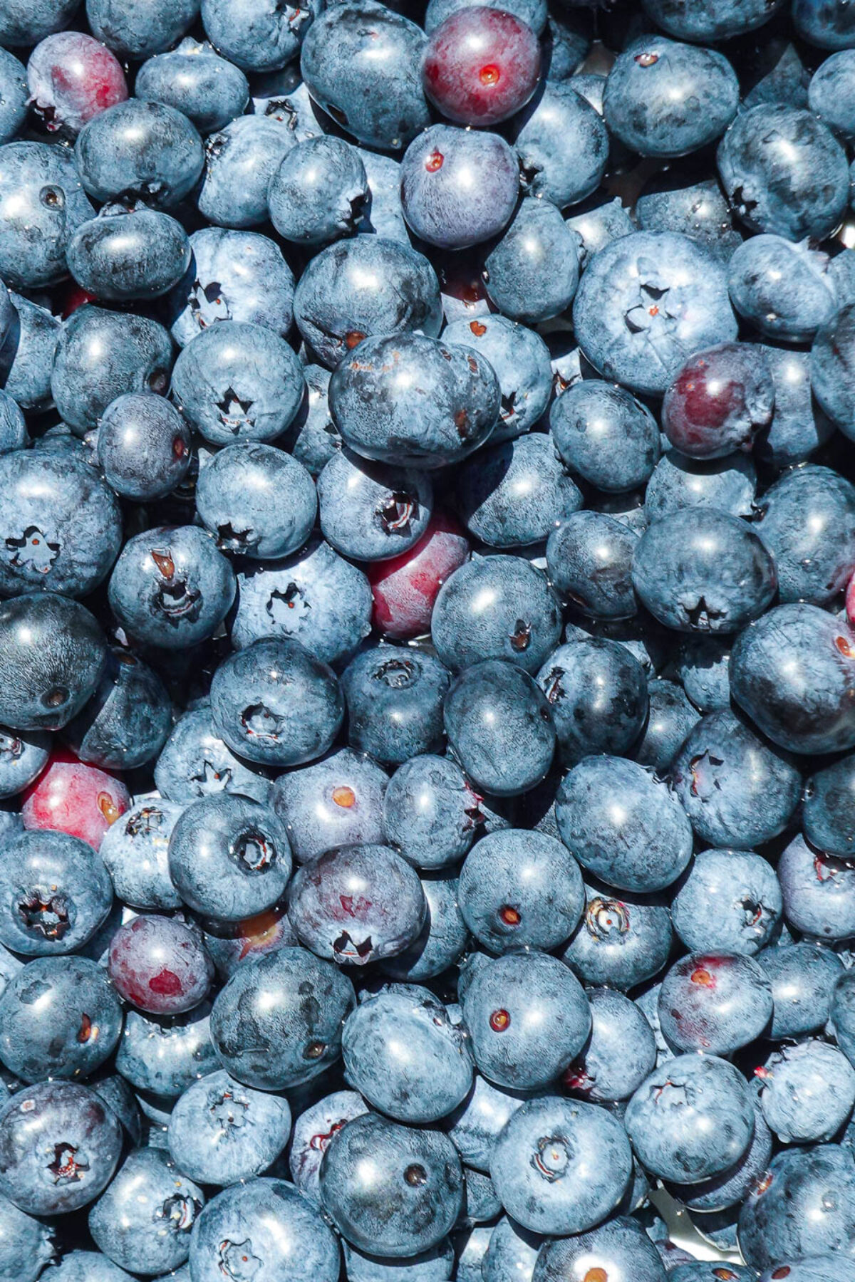 Freshly picked blueberries.